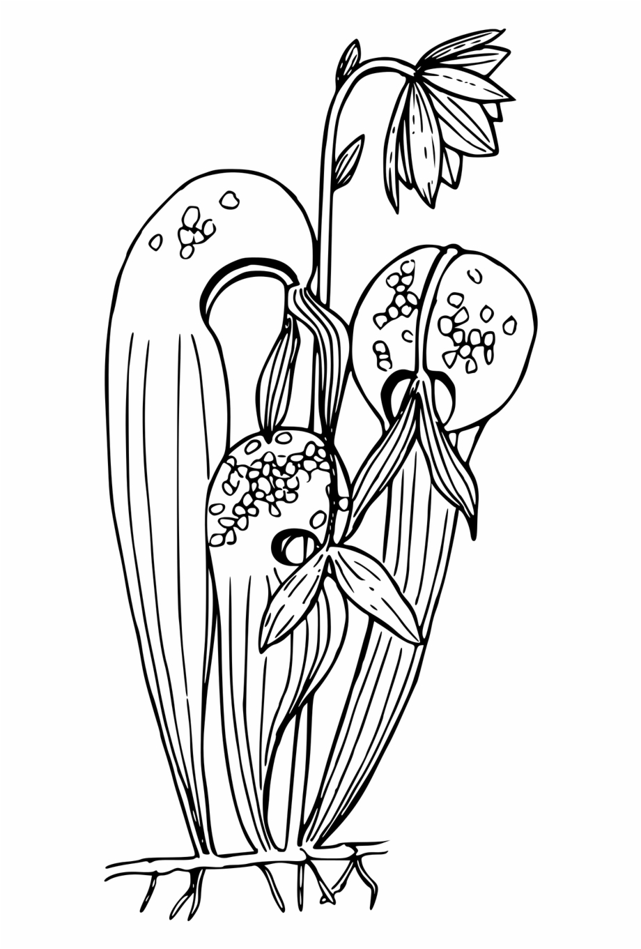 Pitcher Plant Coloring Page