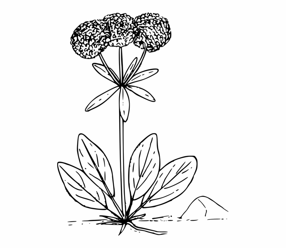 Flower Plant Wild Wildflower Sulfur Flower Buckwheat Drawing