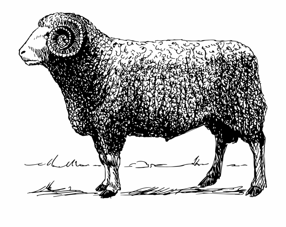 Mammal Clipart Ram Ram Vector