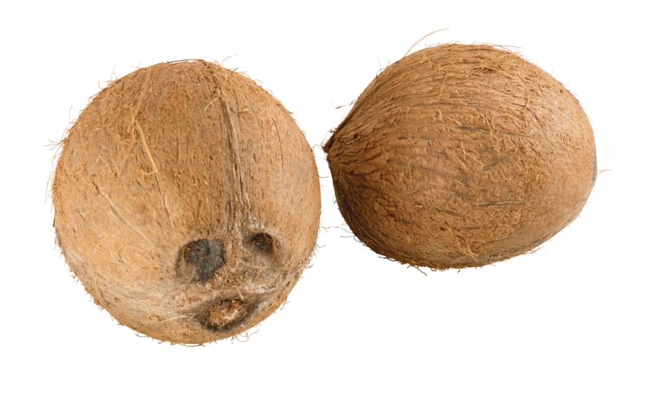 Coconuts Coconut Png File