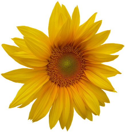 Free Transparent Yellow Flower, Download Free Transparent Yellow Flower ...