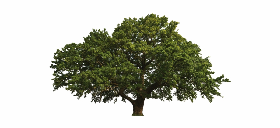 Oak Tree Scientific Name