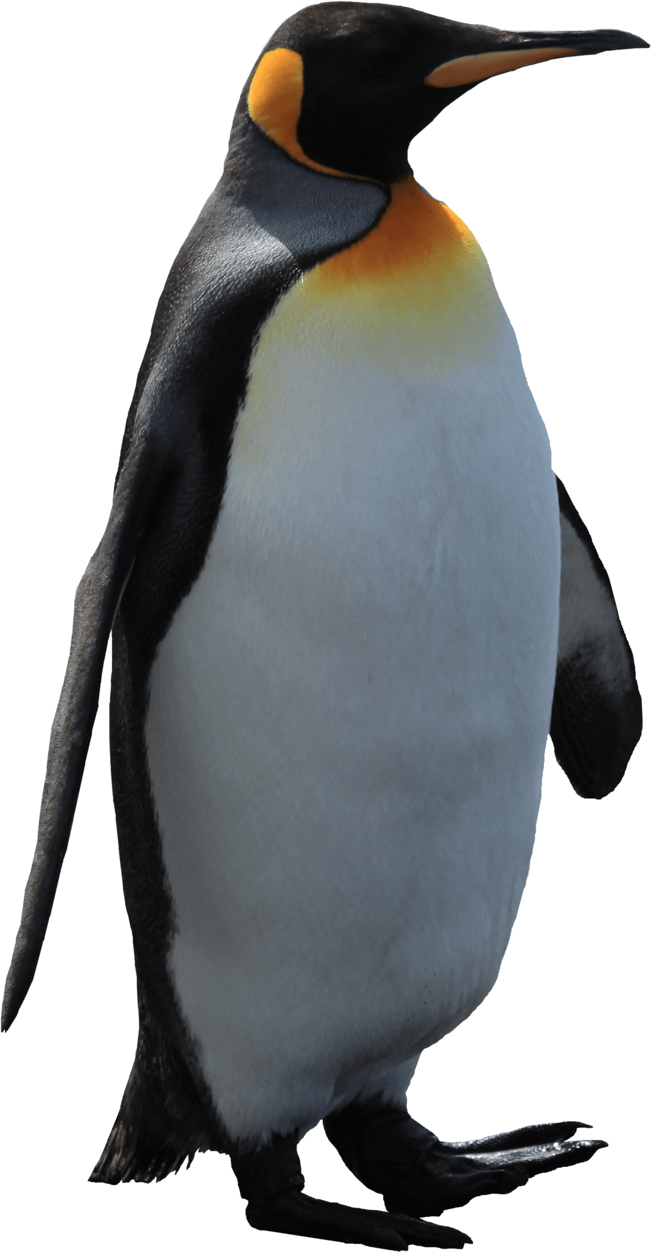 Adult Penguin Penguin Transparent