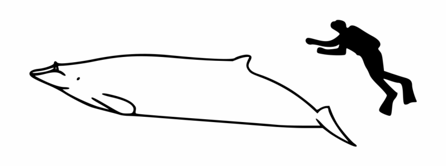 Whale Size