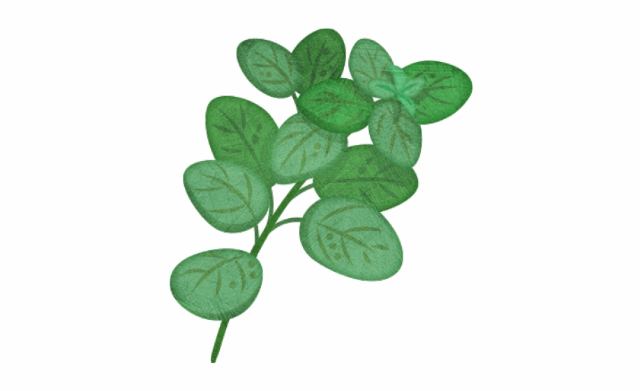 Oregano Plant Clip Art