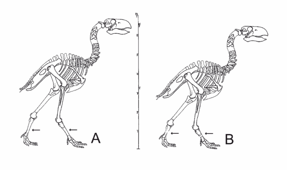 Reconstruction Of The Skeleton Of Diatryma Based Gastornis