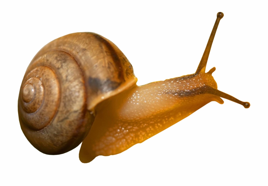School Projects Snail Snails Pulley Slug Shells 