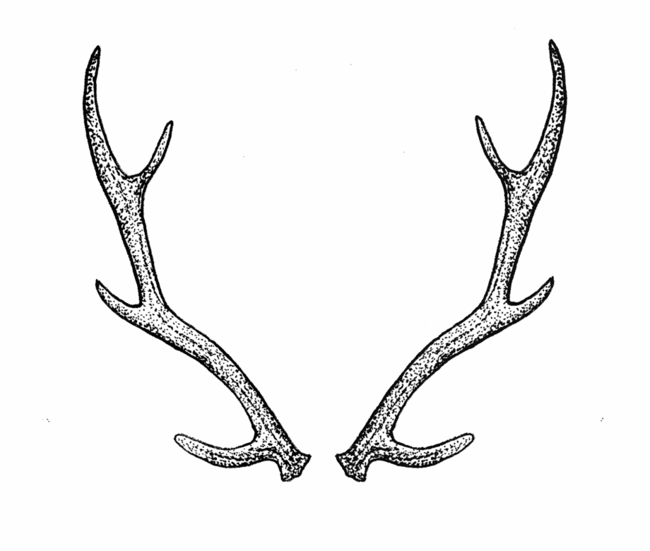 Antlers By Tea Leigh Antler Tattoo