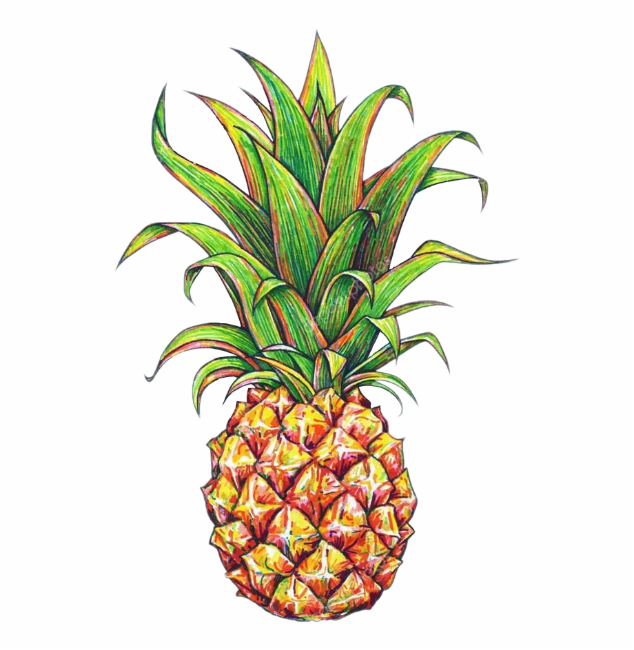 Tumblr Pineapple Png Pineapple Drawing With Background