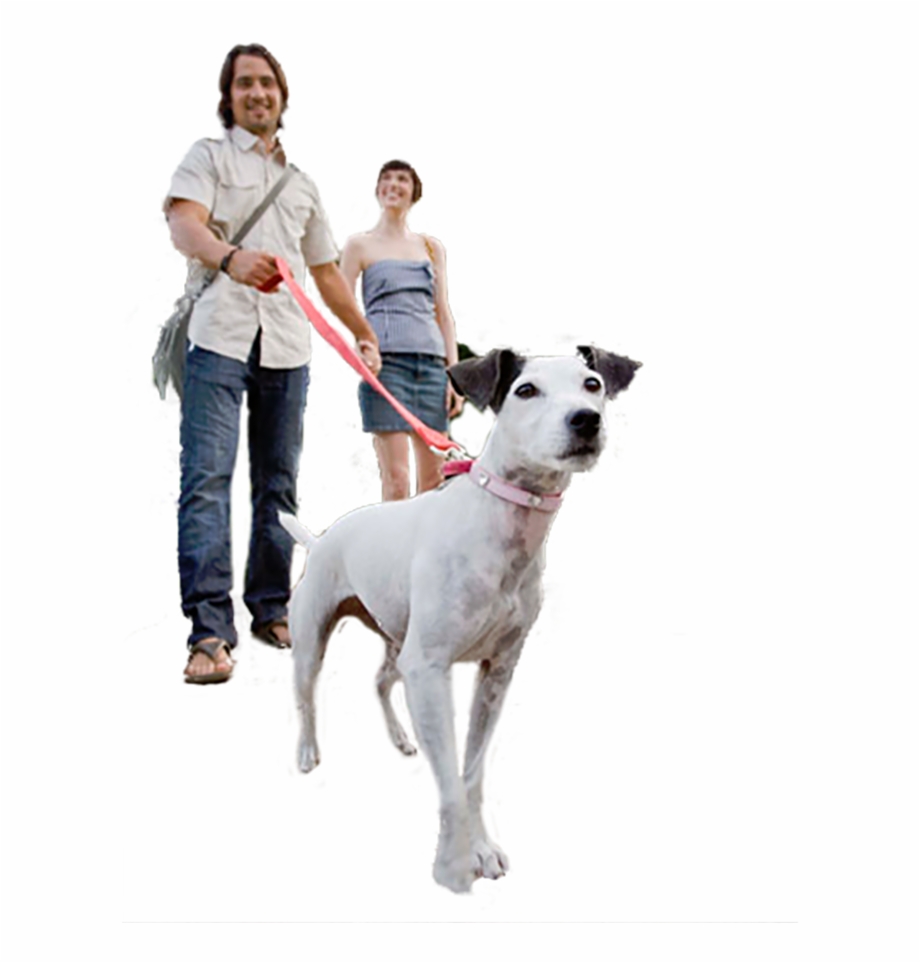 Transparent Dog Companion Dog