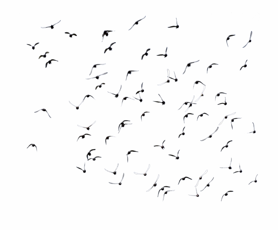 Flying Pigeon Png Siyah Beyaz Kular Png