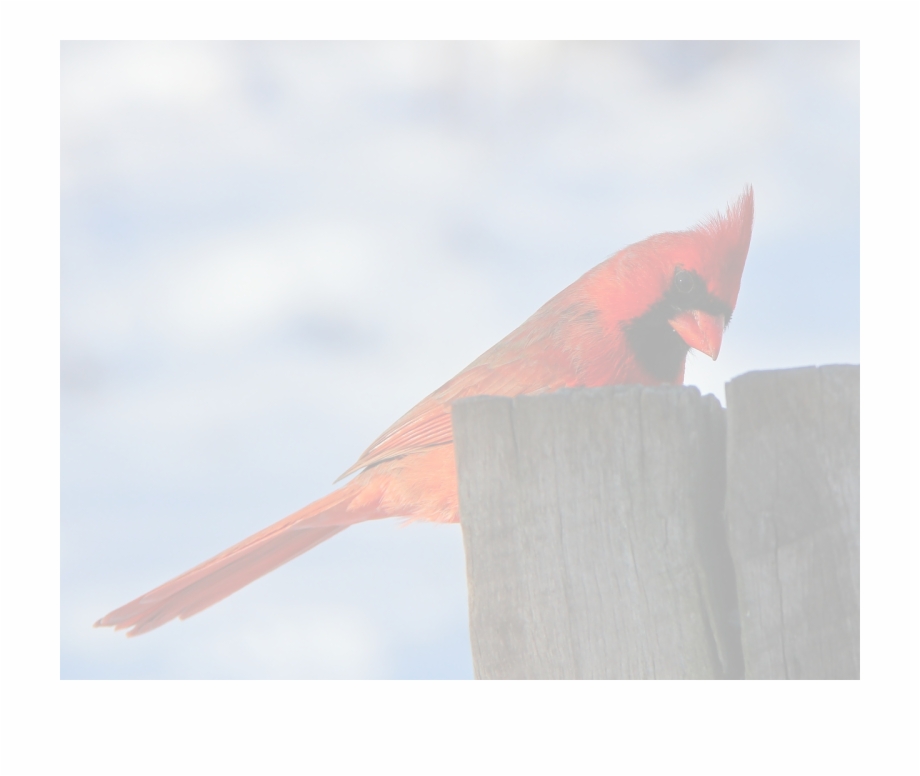 Bird Cardinal Northern Cardinal