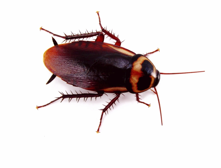 Roach Png Image Small Cockroach