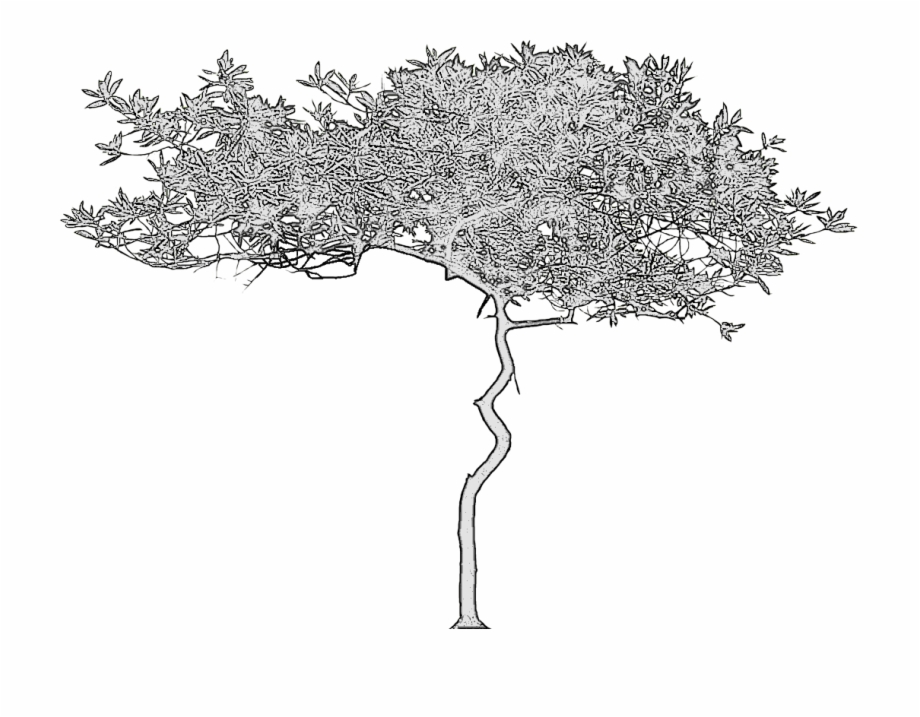 Premium Vector | Acacia twisted isolated on white background. retro  silhouette african tree. vintage savannah in engraving.