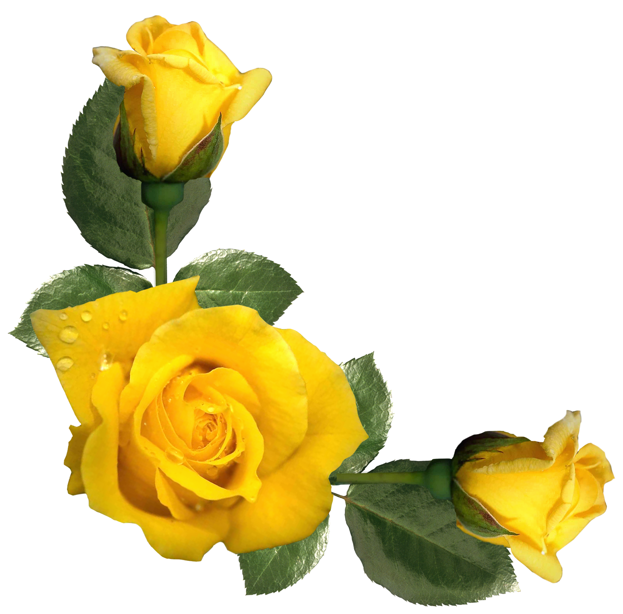 Download Yellow Rose Transparent Background Hq Png Image Freepngimg ...