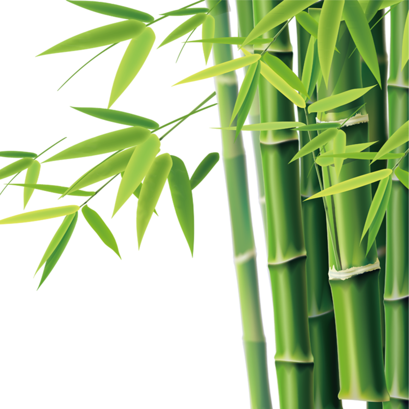 Bamboo Png