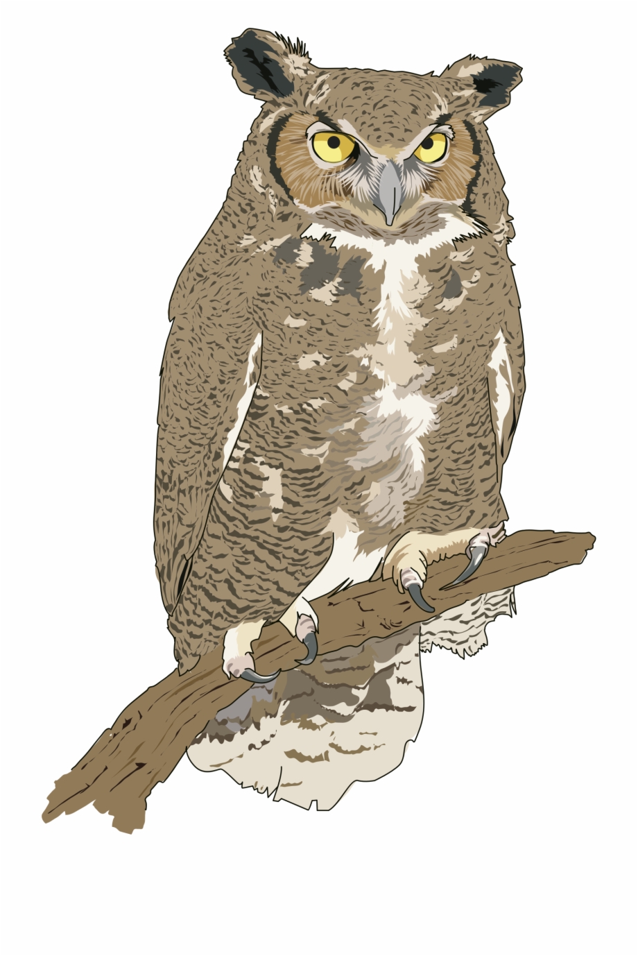 Realistic Owl Clip Art Png Download Realistic Owl
