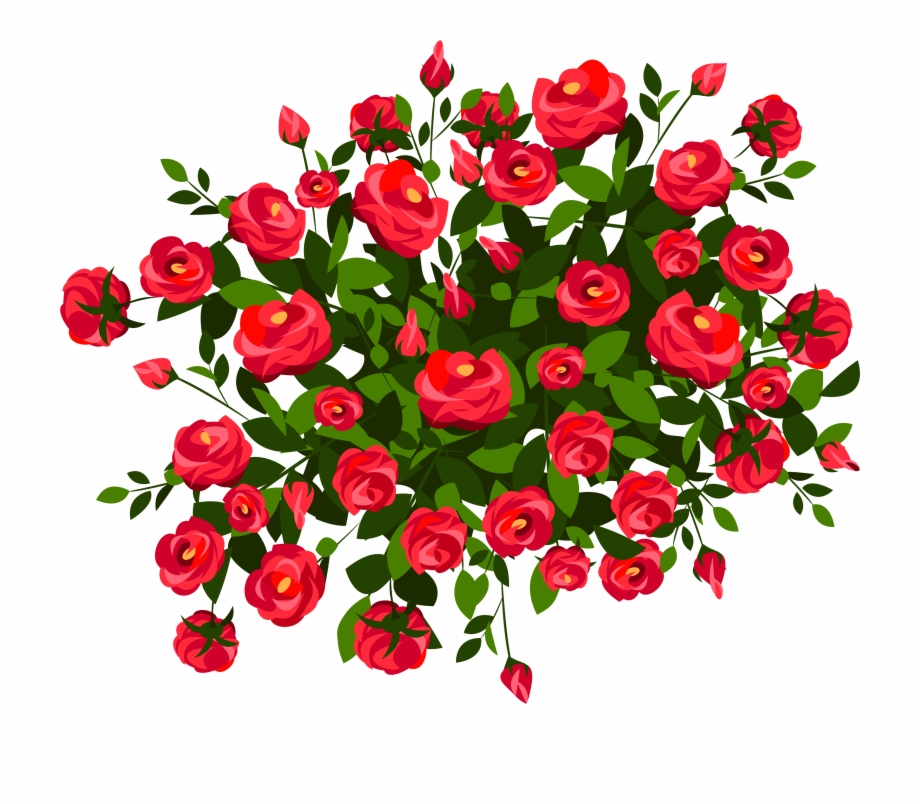 Red Rose Bush Png Clipart Image Red Rose