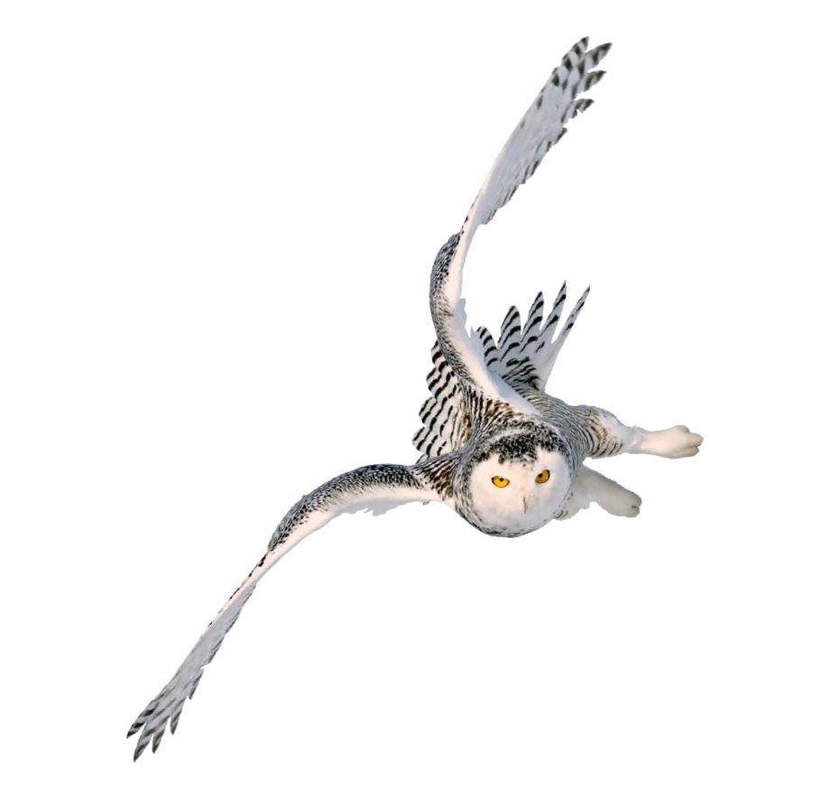 Flying Owl Flying Owl Transparent