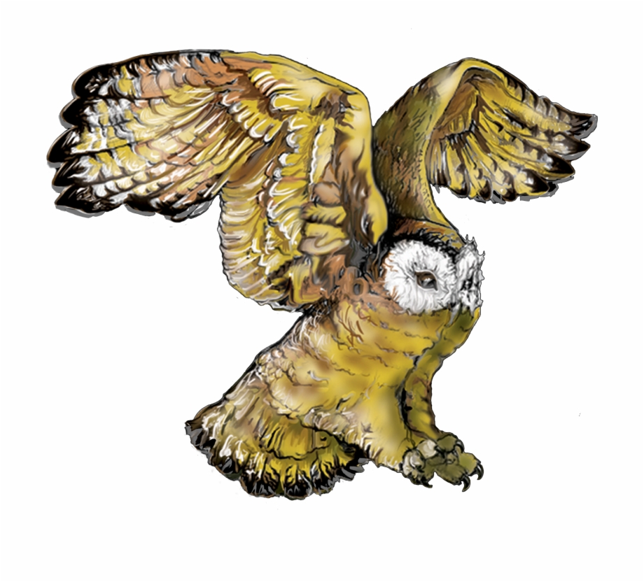 Owl Png Download Owl