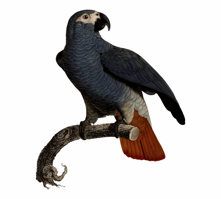 Eagle Fauna Vulture Beak Feather Parrot