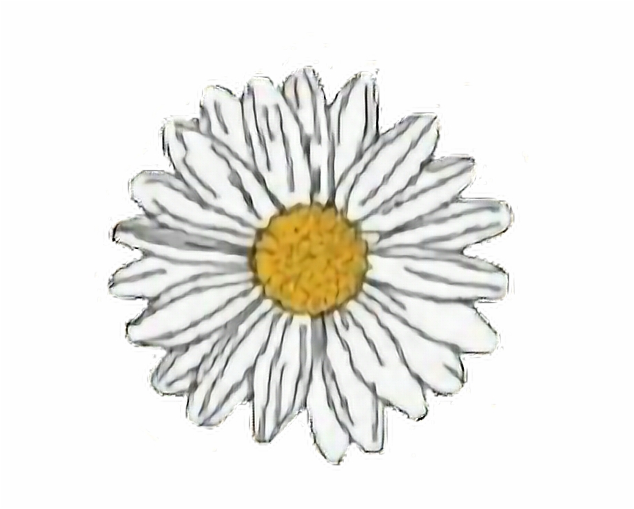 Flower Yellow White Daisy Aesthetic Freetoedit Transparent Daisy