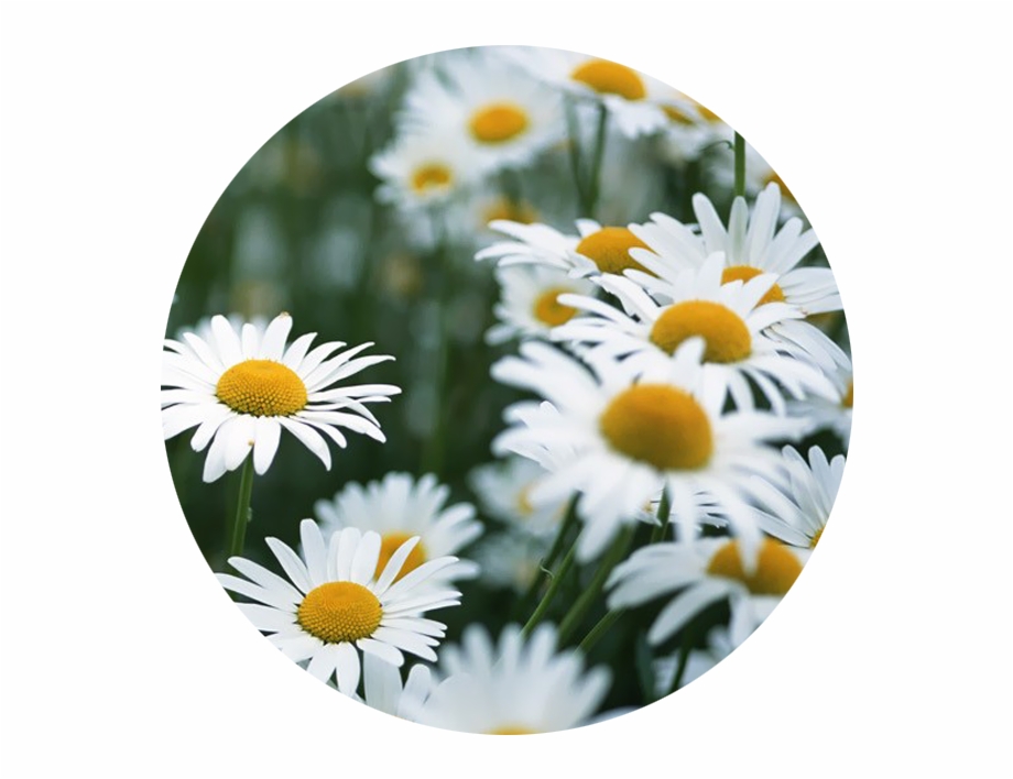 White Flowers We Heart Png Download Gif White
