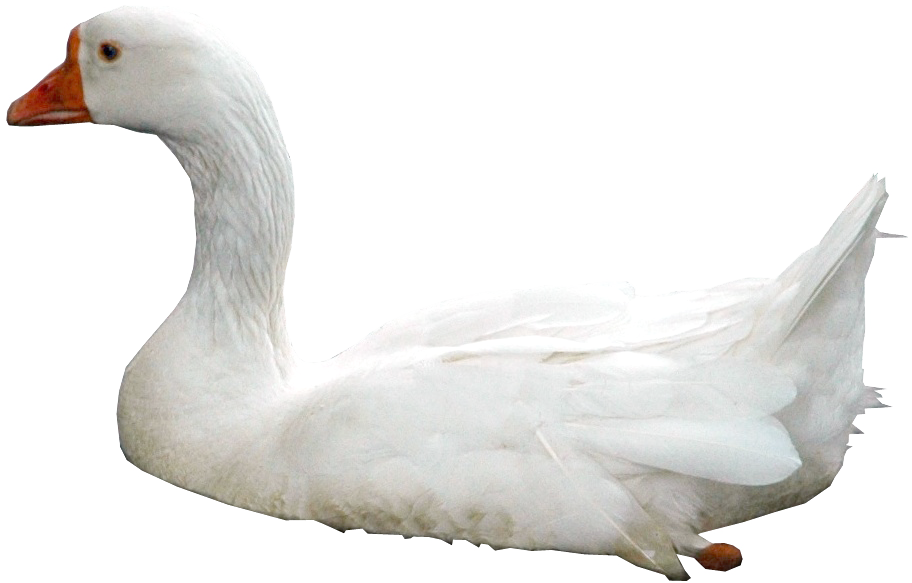 Swan Png Photos Swan With Water Png