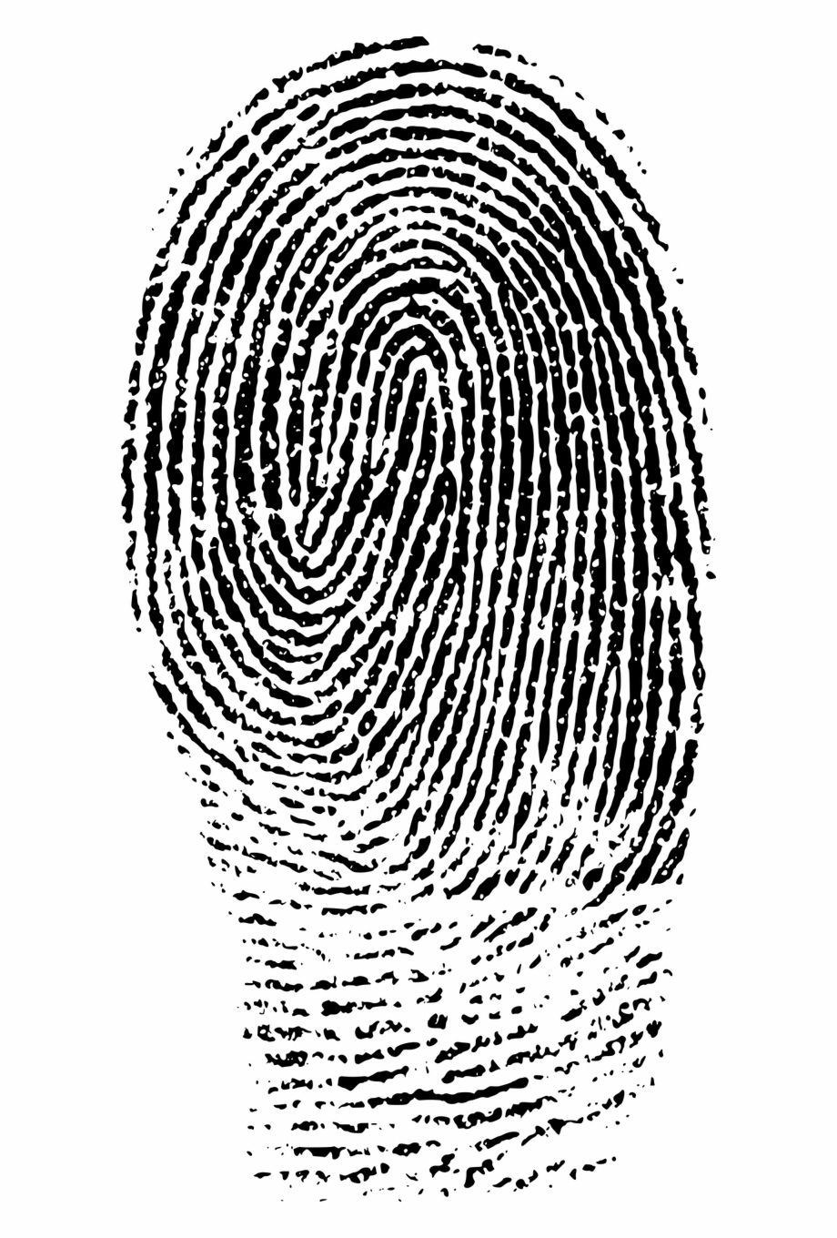Crime Evidence Fingerprint Png Image Fingerprint Evidence