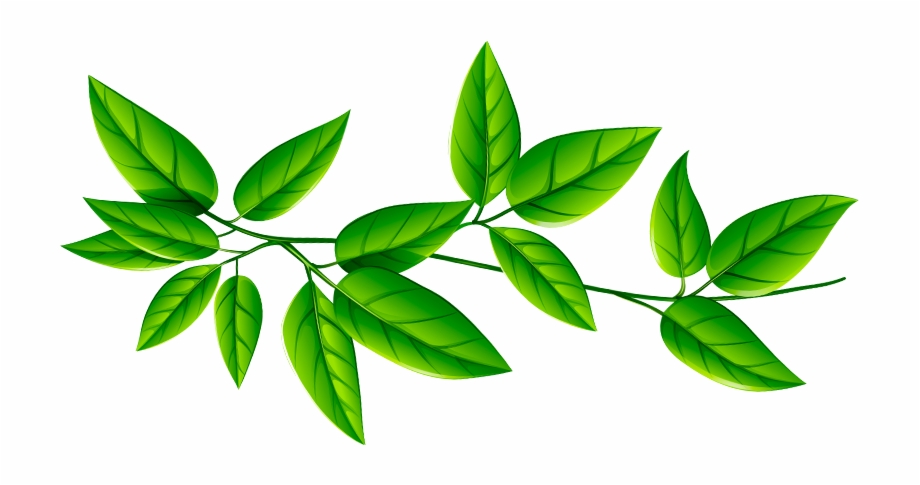 Free Green Leaf Transparent Background, Download Free Green Leaf ...