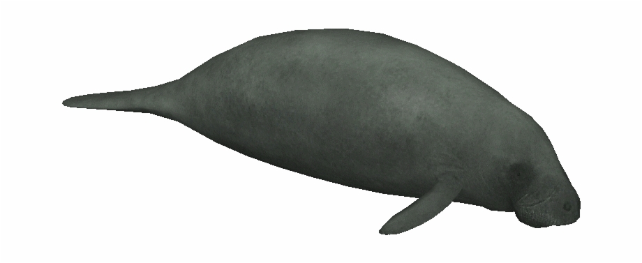 dugong
