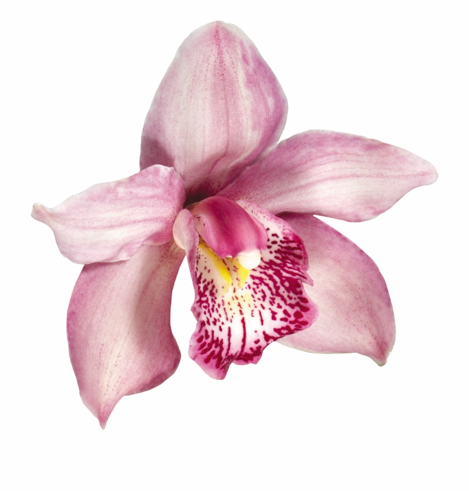 Free Pink Orchid Png, Download Free Pink Orchid Png png images, Free ...