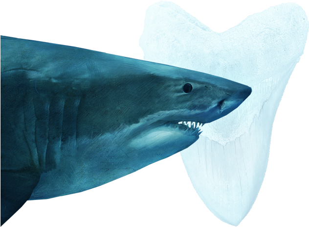 Whale Shark Megalodon Great White Shark Sharks