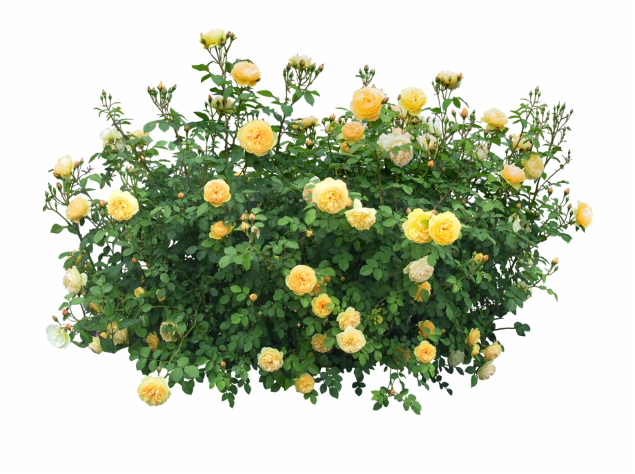 Bush Yellow Flowers Png Rose Flower Tree Png
