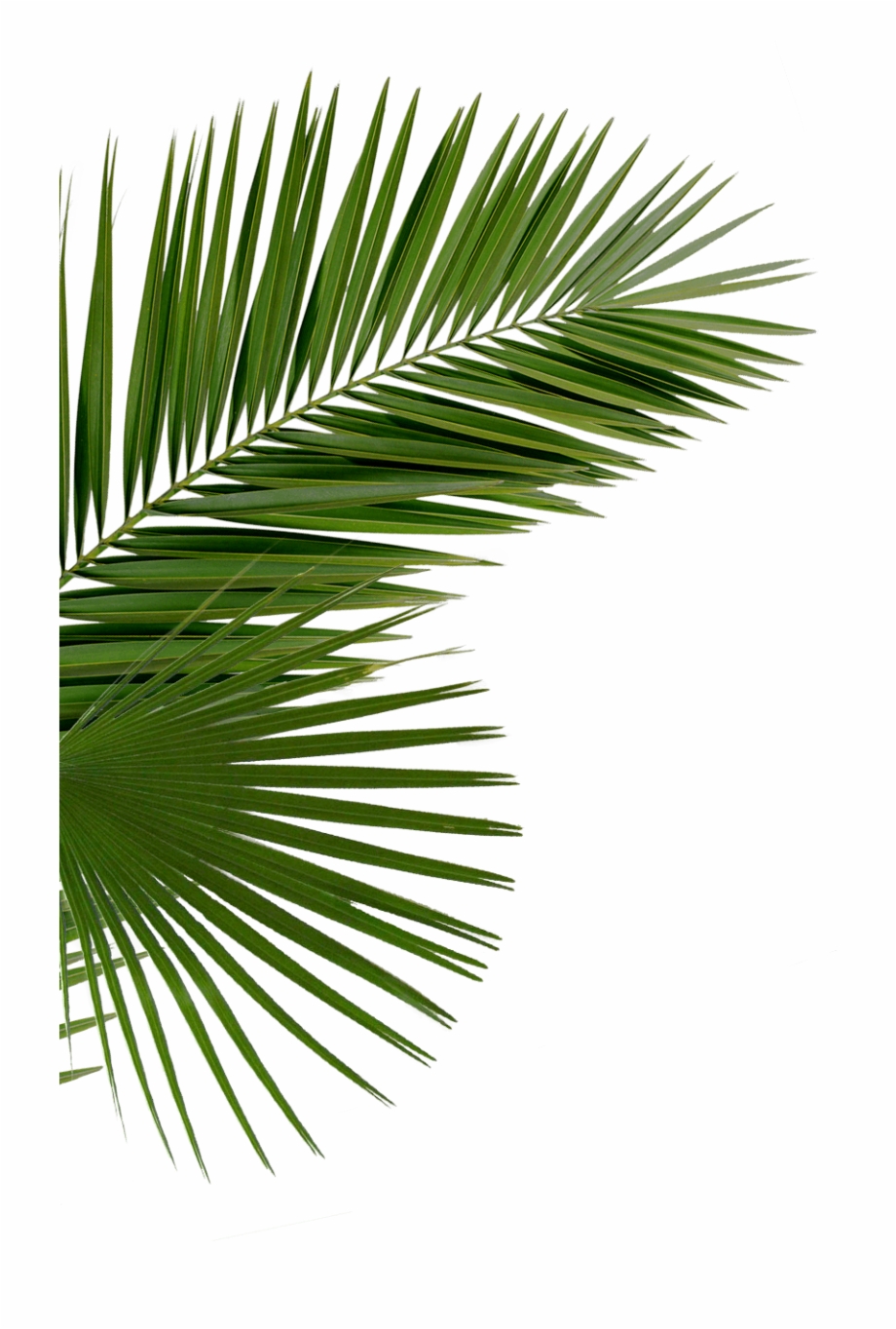 Palms Png Party Png