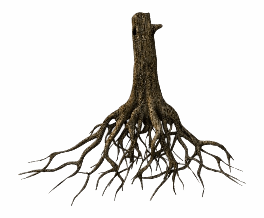 Transparent Tree Of Roots Tree Root Png