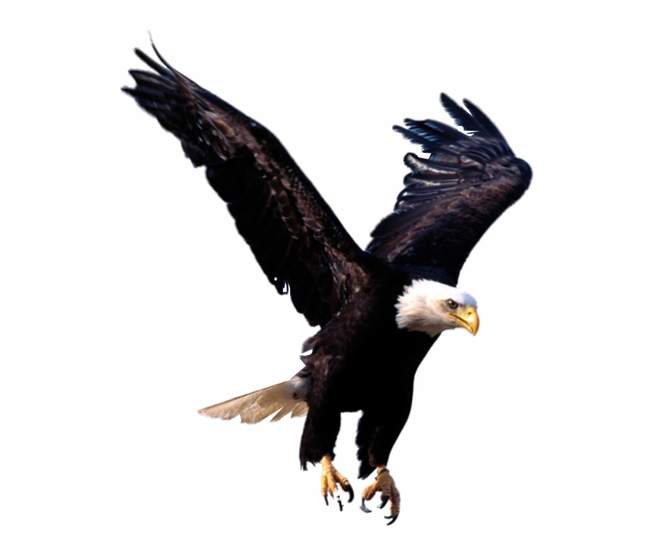 Eagle Png Image Free Download Flying Eagle Png