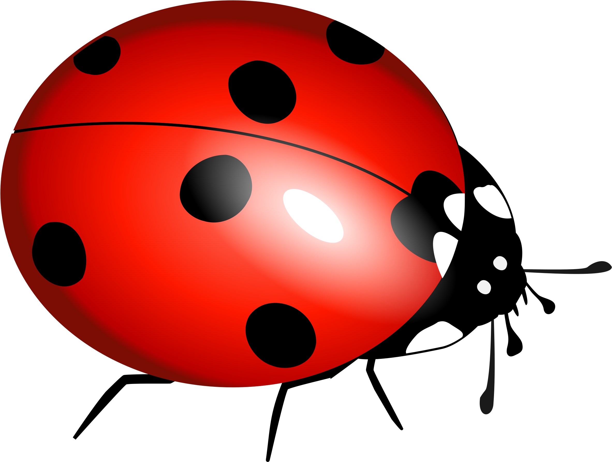 Ladybug Png Image Ladybug Free Clipart