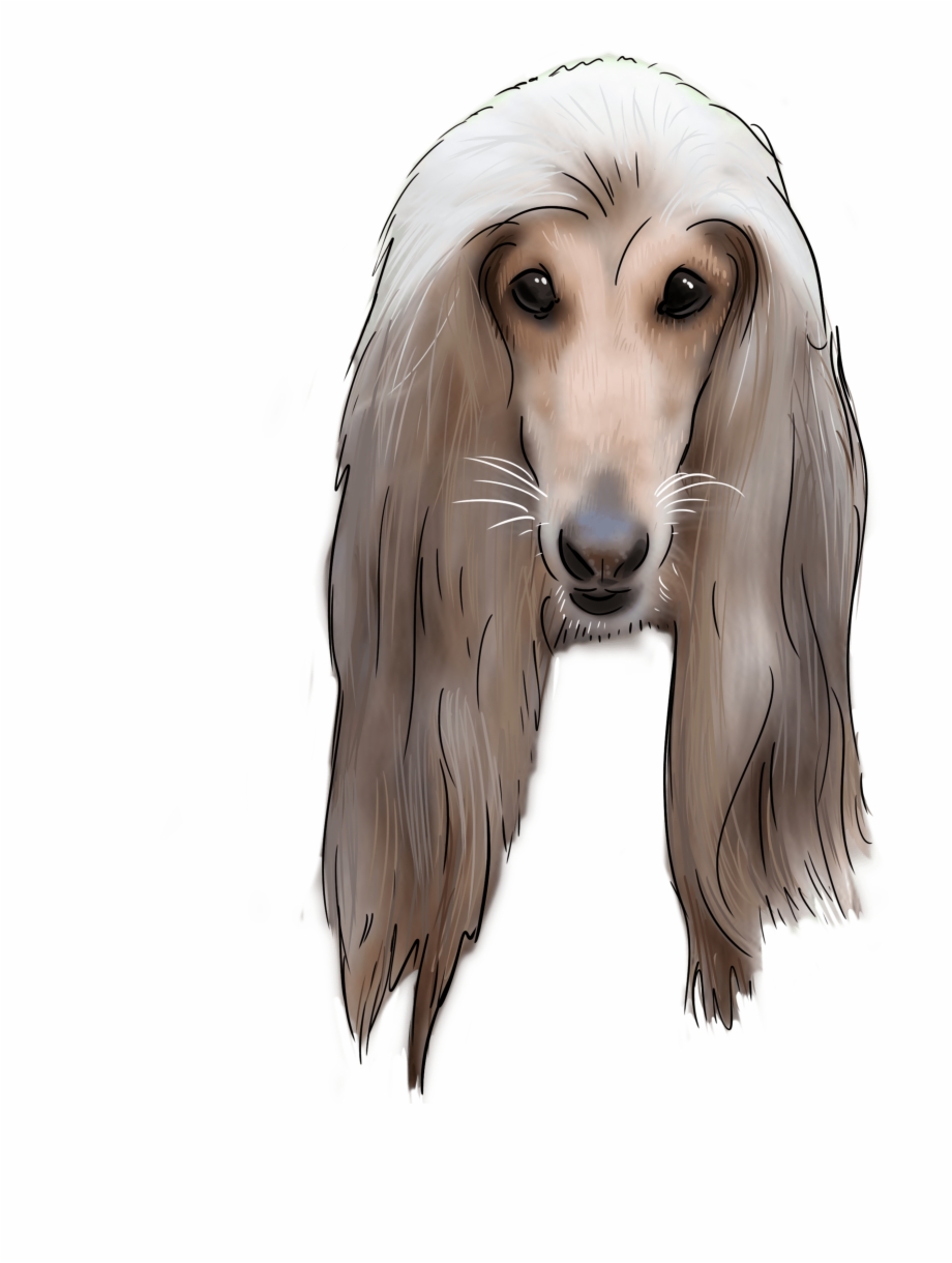 62 Why Are You An Afghan Hound Afghan