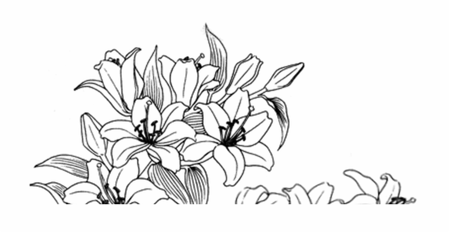 black and white flower png
