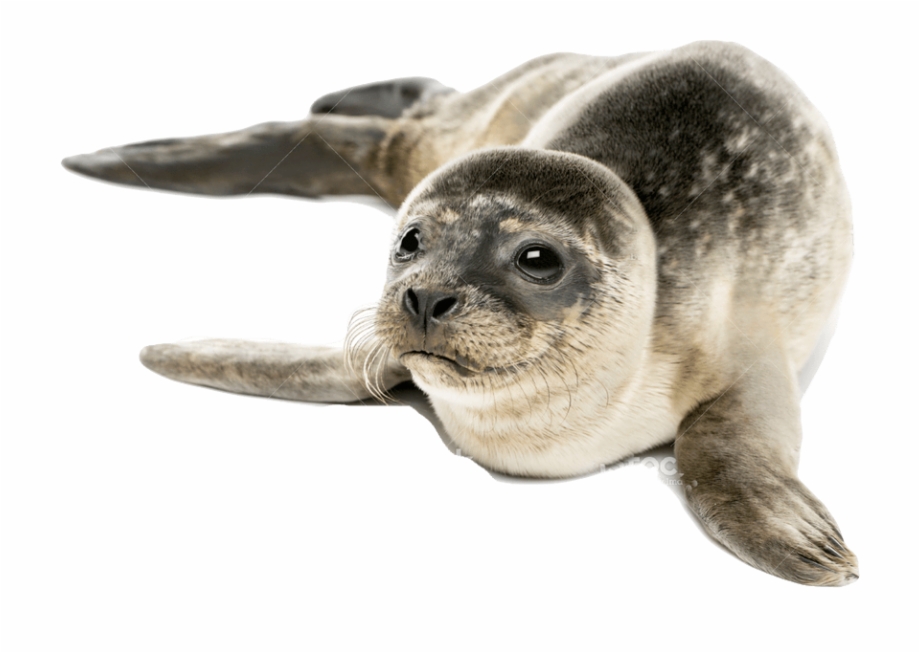 Seal Transparent Seal Animal Png