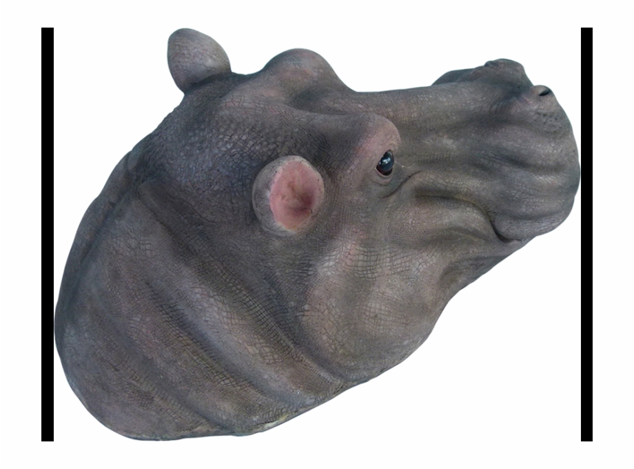 Graph Hippo Back Head