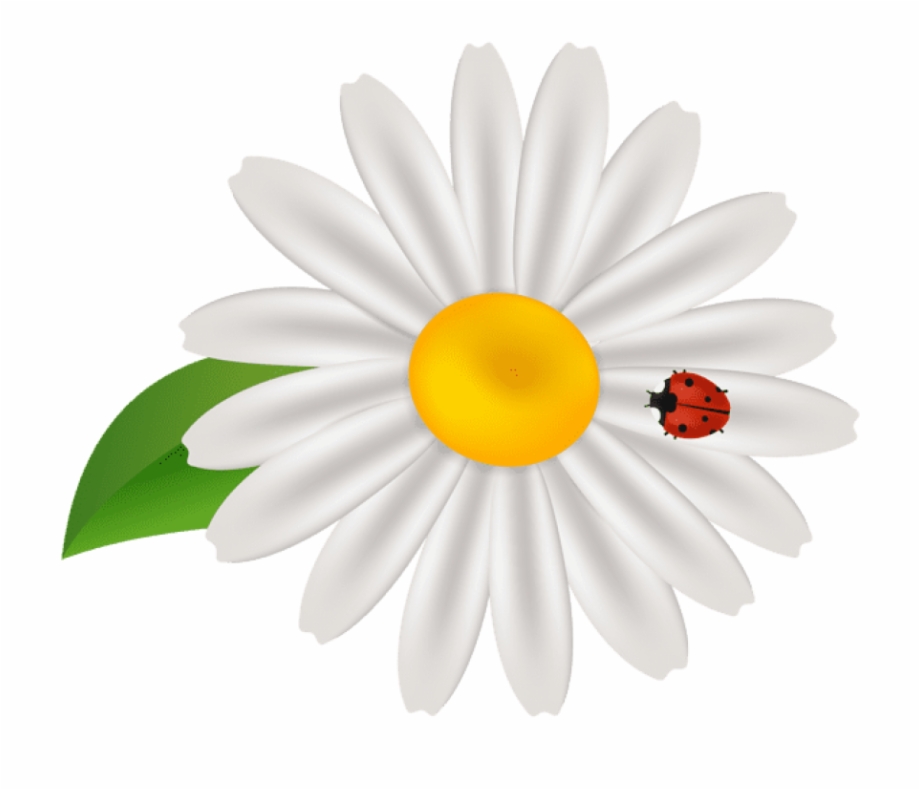 Free Png Download Spring Flower With Lady Bug