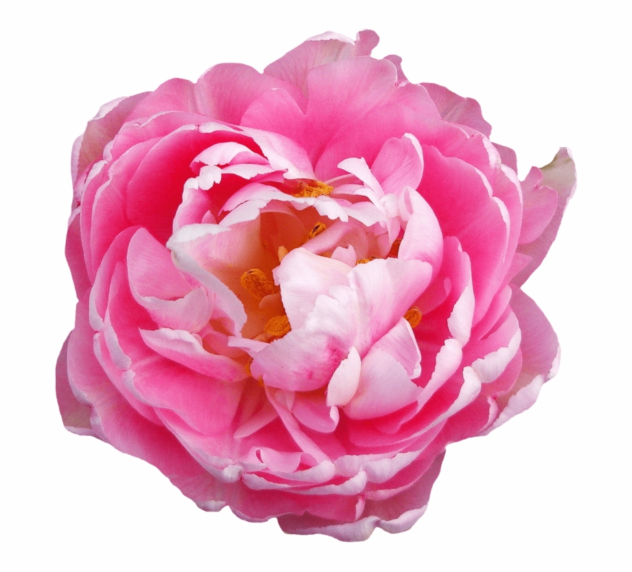 Rose Flower Pink Png Peony Flower No Background