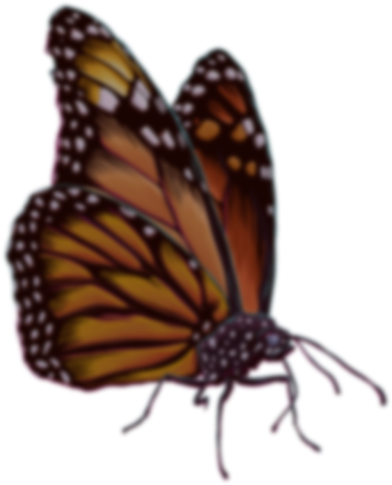 Join The Cali Roots Email List Monarch Butterfly