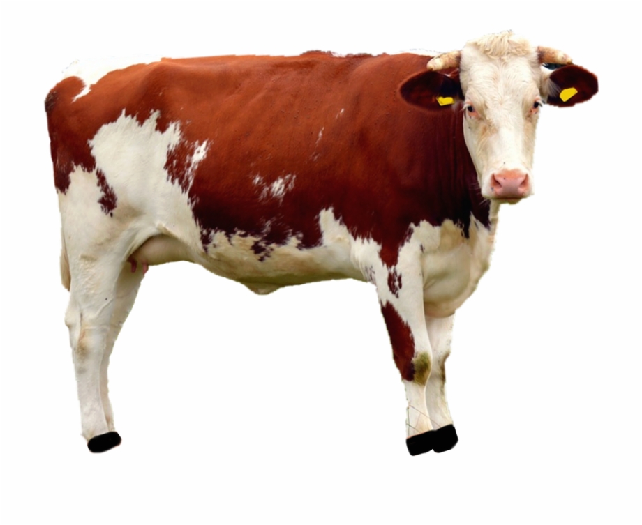 Beef Cattle Png Transparent Beef Cow