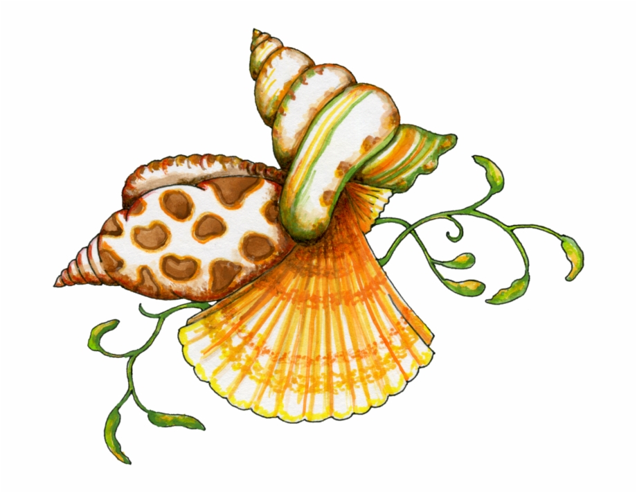 Seashell Shell Clip Art Black And White Sea