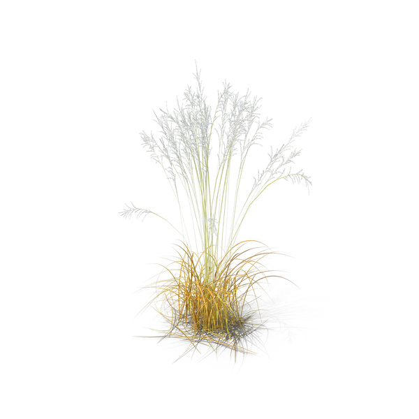 Tall Grass Png
