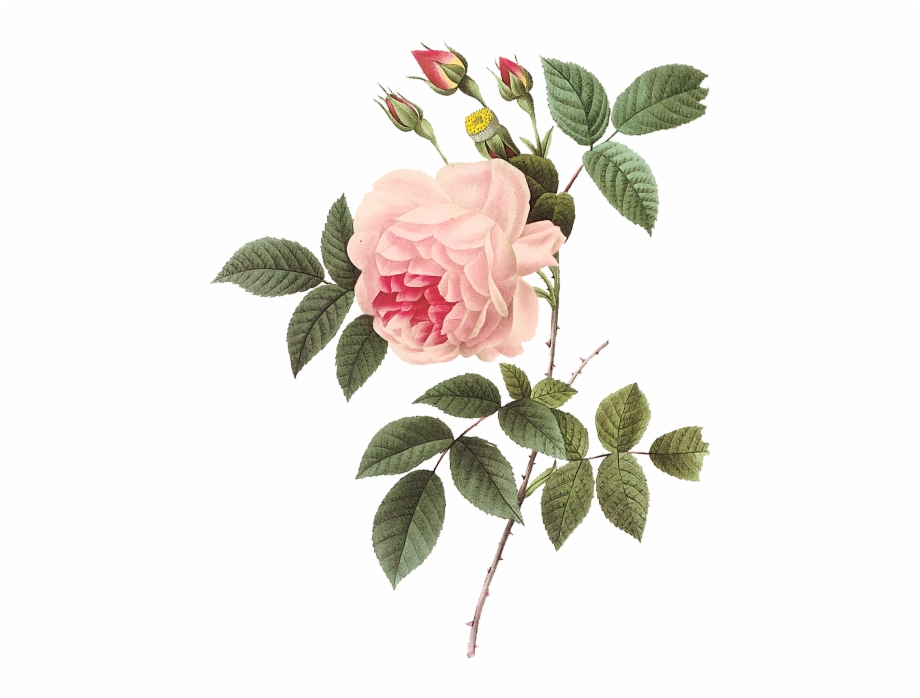 Vintage Rose Botanical Illustration Redoute Rose