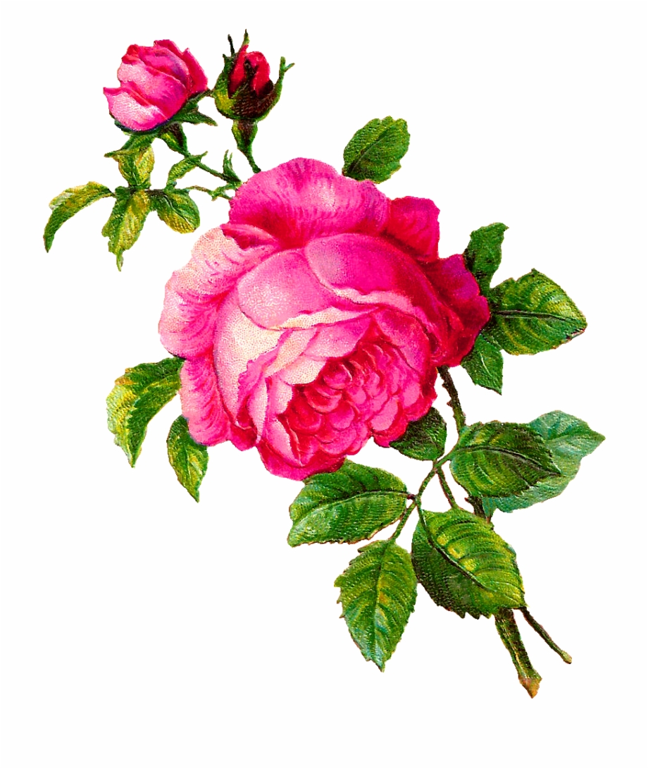Rose Veins Png / Pink flowers, artificial flower garland rose wedding ...